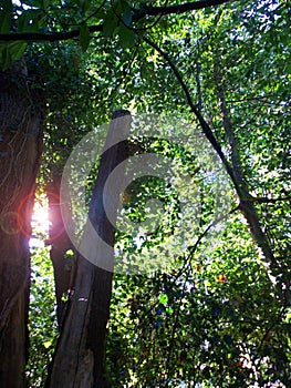 An old cut down oak tree, surrounded by forest and sunlight