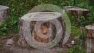 Old cut down tree stumps with the age-defining rings of a tree