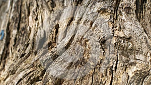 Old cut down tree trunk texture