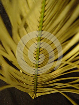 Old Cycad leaf