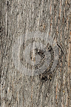 Old cypress bark