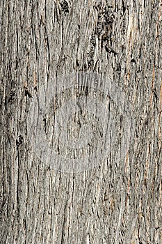 Old cypress bark texture