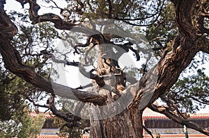 Old cypress in Confucius Temple in Beijing city, China