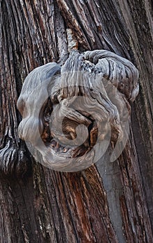 Old cypress in Confucius Temple in Beijing city, China