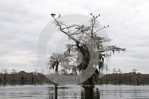 An old cypress tree in Lake Martin, Louisiana, USA. photo