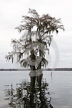 An old cypress tree in Lake Martin, Louisiana, USA. photo