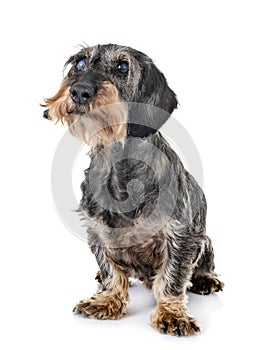 Senior dachshund in studio