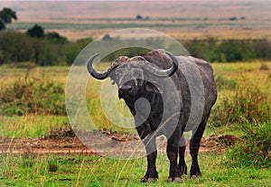 An Old Dager Boy - lone male Cape Buffalo - standing on the african plains photo