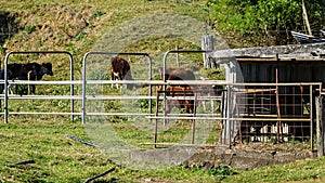 Old Dairy Farm Shed With Cows Waiting To Be Milked