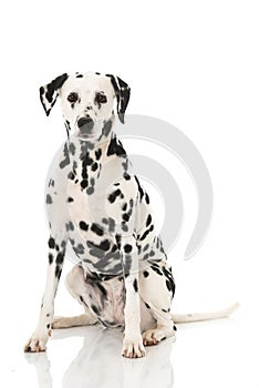 Old dalmatian dog isolated on white background