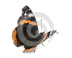 Old, damaged Red Admiral butterfly, Vanessa atalanta