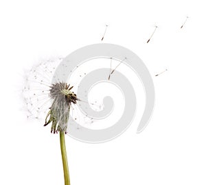 Old dandelion and flying seeds on white
