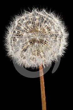 Old dandelion isolated on black background