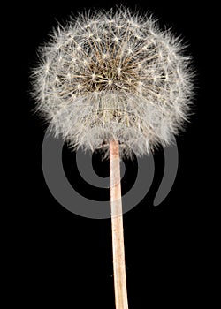 Old dandelion isolated on black background