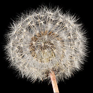 Old dandelion isolated on black background