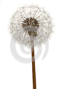 Old dandelion isolated on white background