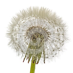 Old dandelion isolated on white background