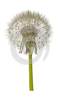 Old dandelion isolated on white background