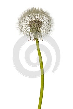 Old dandelion isolated on white background