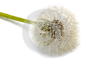 Old dandelion isolated on white background