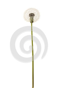 Old dandelion isolated on white background closeup