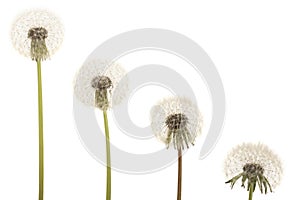 Old dandelion isolated on white background closeup with copy space for your text