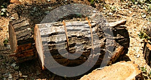 Old dangerous trees are being removed in cities. Sawed tree trunk. Prepared for loading into a truck