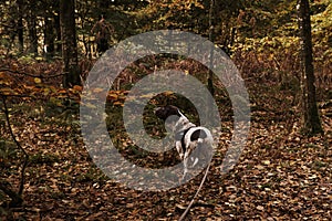 old Danish pointer dog in af leash in forest with fallen leaves in the forest floor