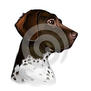 Old Danish pointer dog with spots on short fur isolated digital art. Pet originated from Denmark Scandinavian puppy. Poster with photo