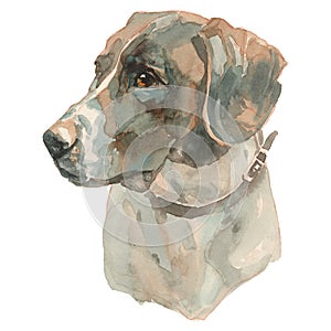 The Old Danish Pointer watercolor hand painted dog portrait