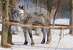 An old dappled mare in winter stall