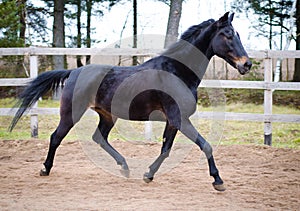 Old dark bay eventing gelding horse trotting in paddock