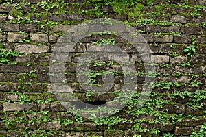Old dark brick wall with green moss.