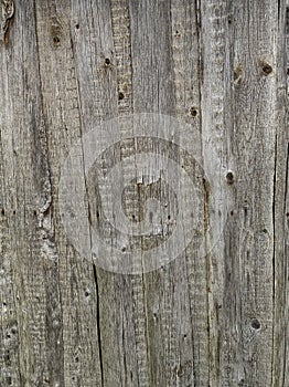 Old dark tree& x27;s houses wall