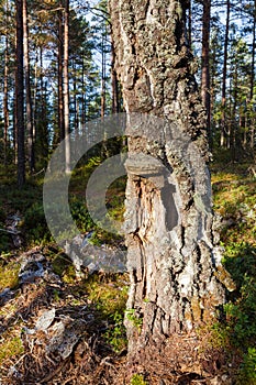 Old dead birch tree trunk in forest