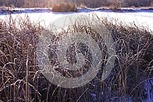 Old dead cattails in winter