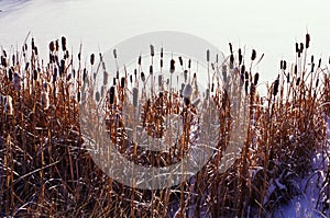 Old dead cattails in winter