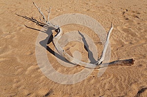 Old dead dry tree trunk lays in the desert