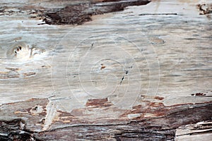 Old dead forest tree texture without bark, with many traces of time - cracks. Close-up capture, usable as a background