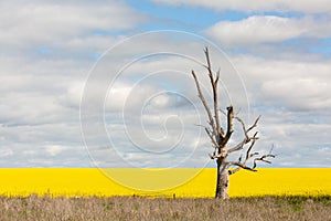 Old dead gum tree and a field of yellow canola in flower