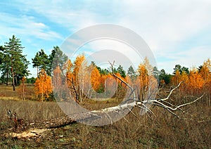 Old dead pine tree in autumn medow