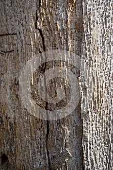 Old Poplar Tree Bark or Rhytidome Texture Detail