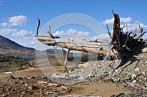 Old dead tree.