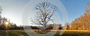 Old dead Tree in Autumn Panorama