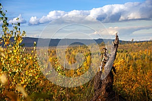 The old dead tree on the background of autumn grass and blue sky