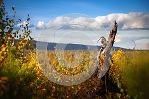 The old dead tree on the background of autumn grass and blue sky