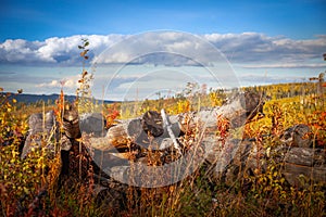 The old dead tree on the background of autumn grass and blue sky