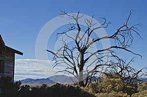 The old dead tree in the desert basin