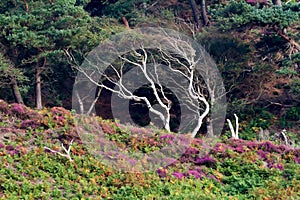 Old dead tree with heather