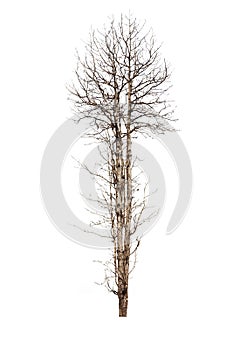 Old and dead tree isolated on white background